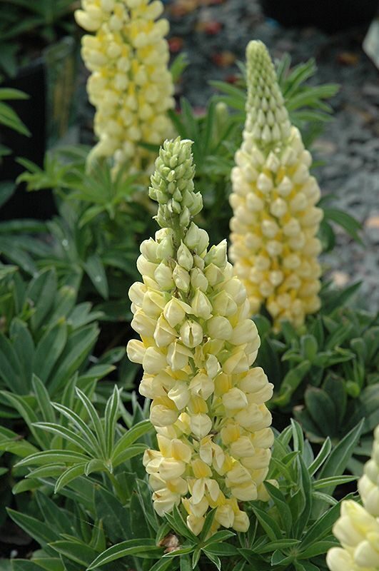 Lupinus Gallery Yellow